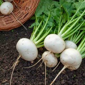 Navet-Légume Rond Boule de Neige